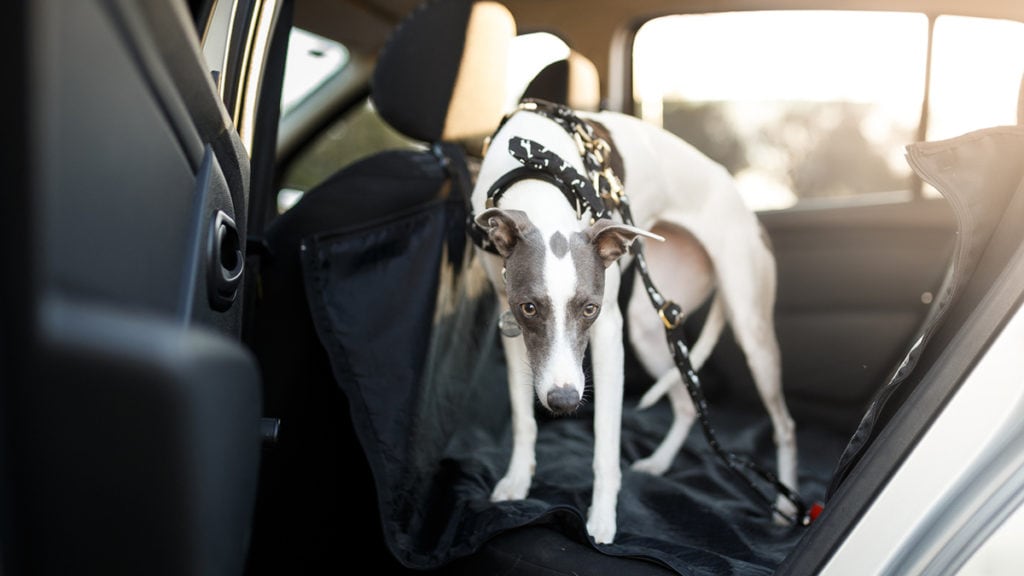 Dog in back seat of car with dog seat cover