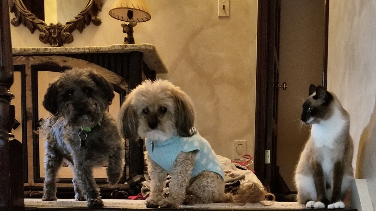 Lulu cat rescue story