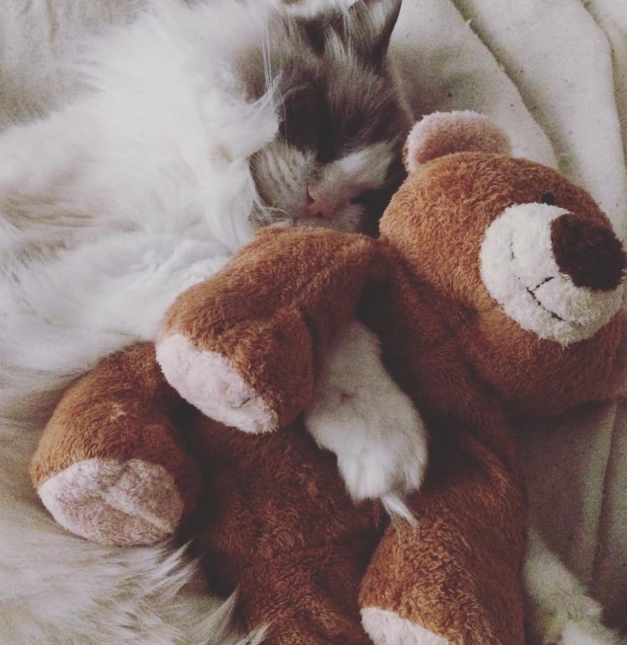 Cat napping photos