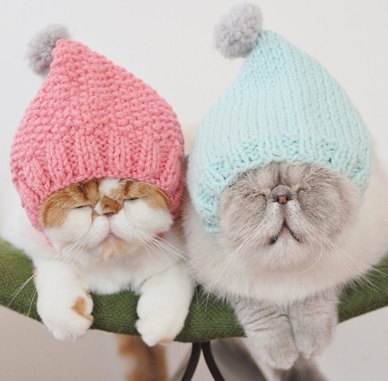 Cats napping