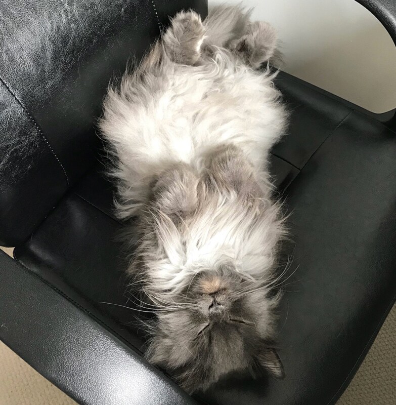 Cute cat napping