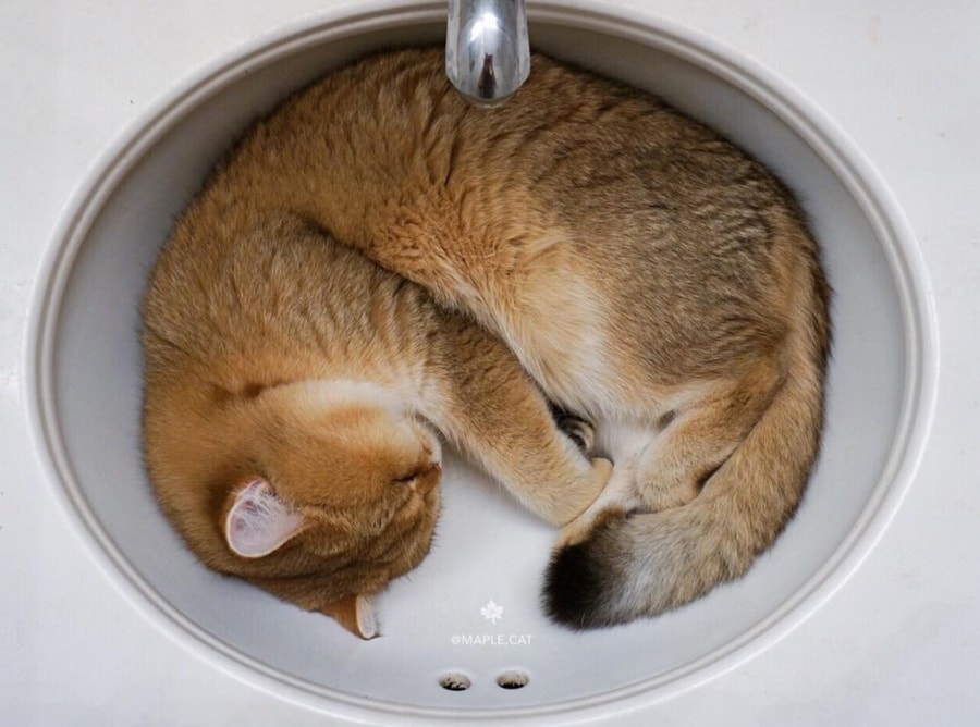 Napping cat picture