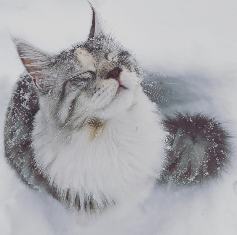Cat napping