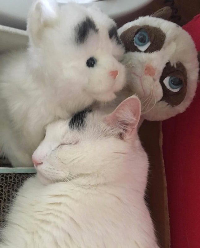 Napping cats