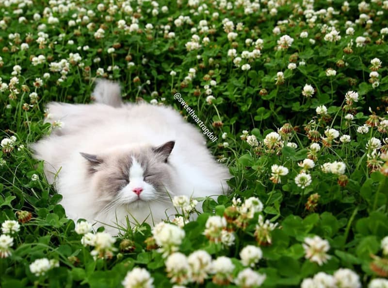 Cute napping cat