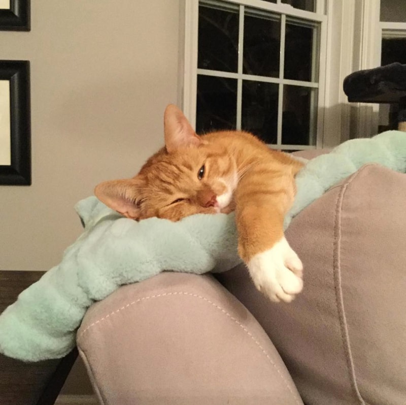 20 Sleeping Cats Who Take Naptime to a Whole New Level | BeChewy