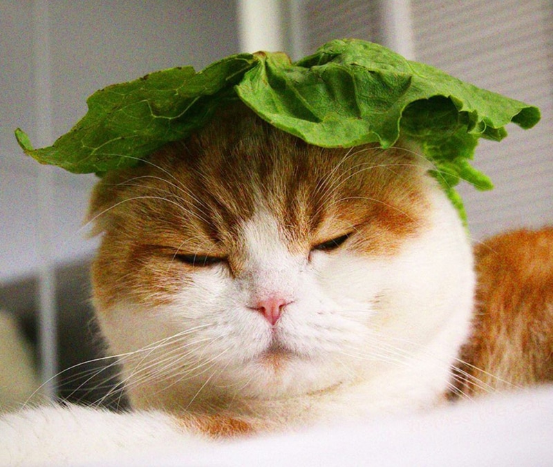 Cute napping cat