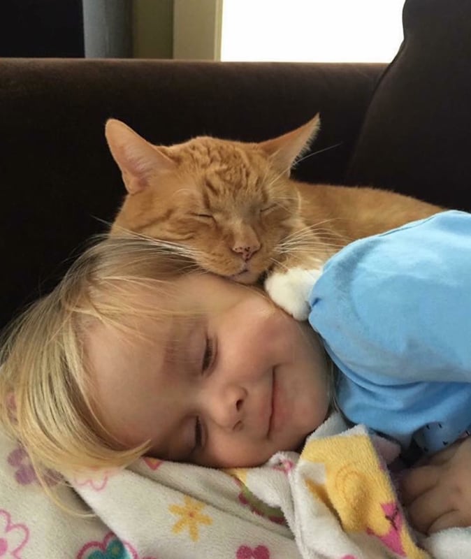 Cat nap pictures