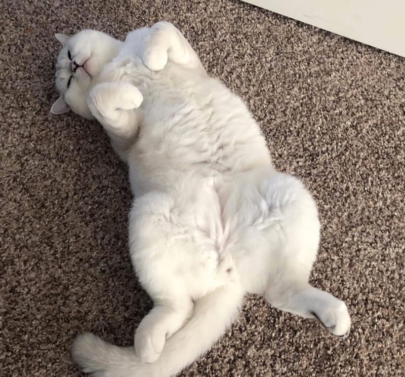 Cat nap pics