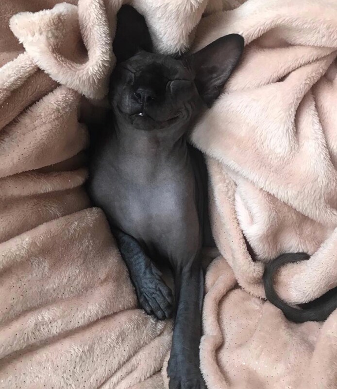 Napping cats