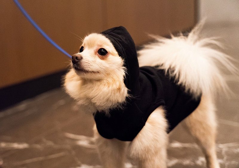 Dog street style for winter