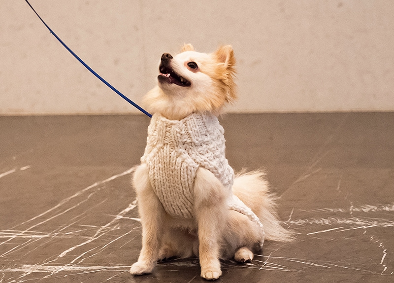 Dog street style winter