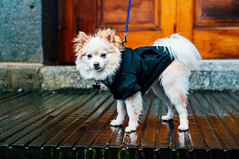 Dog street style winter
