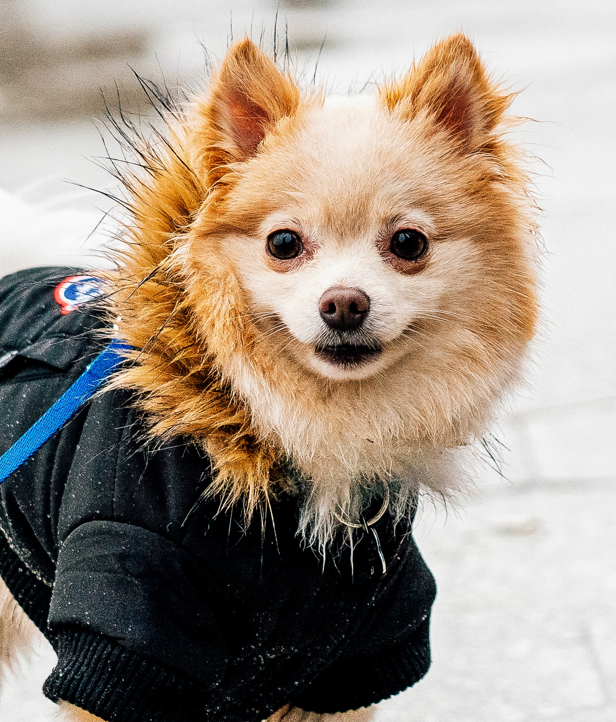 зимнее пальто для собак
