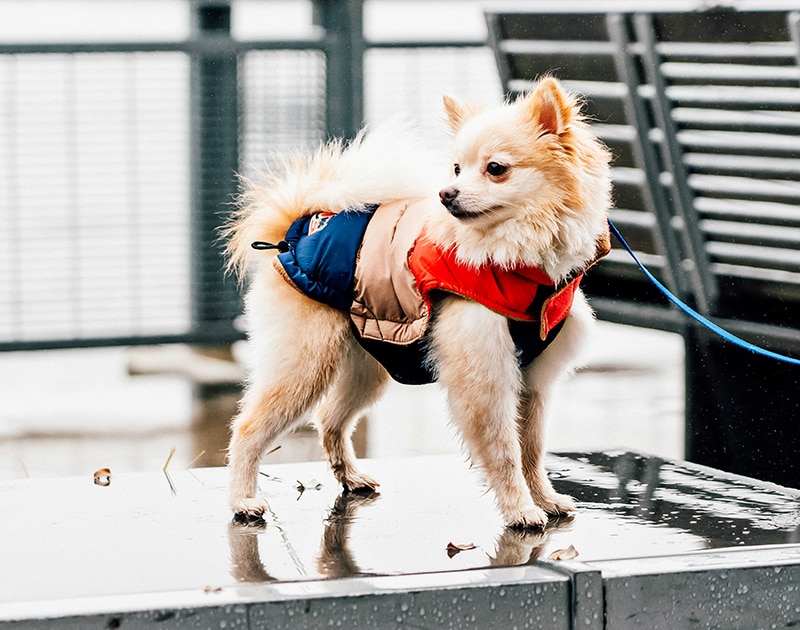 Dog street style for winter