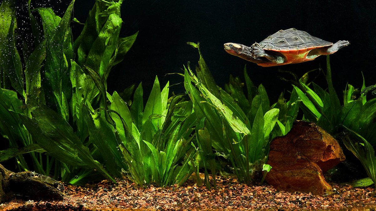 Pet turtle tank and maintenance