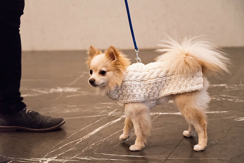 Зимний уличный стиль собаки - свитер