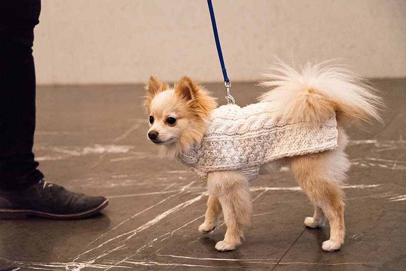 Winter dog street style -sweater
