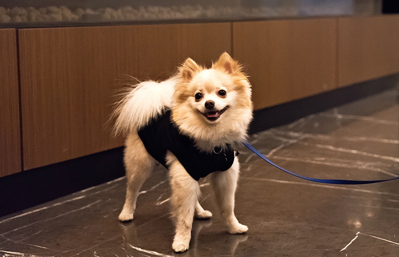 Dog winter street style - hoodie