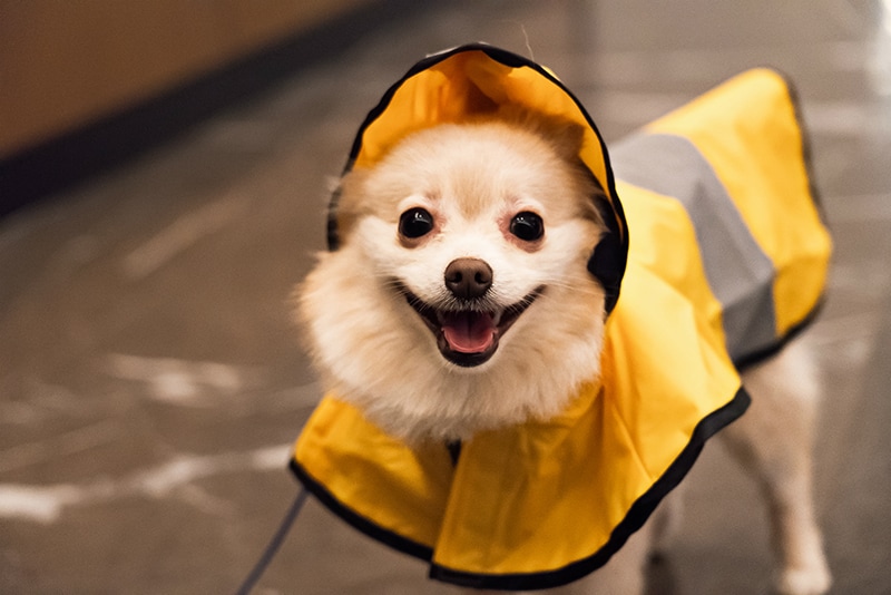 Dog winter street style - raincoat