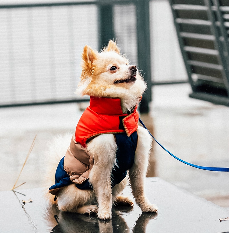 Dog winter street style