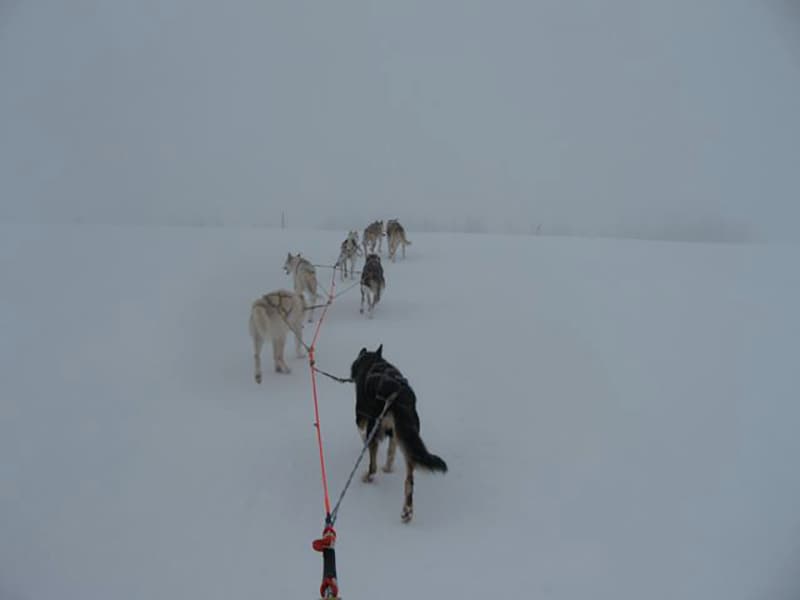 Победительница Iditarod Либби Риддлс в гонках на собачьих упряжках