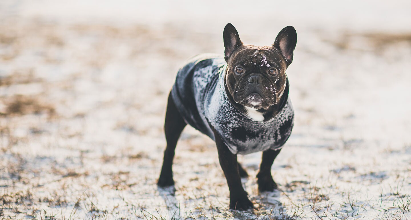 Keeping dogs warm in the winter
