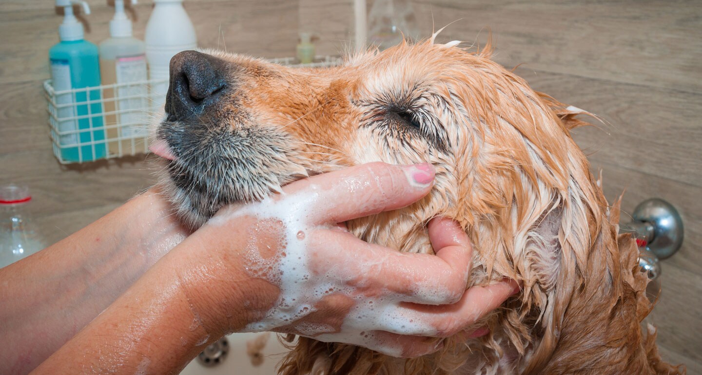 Keeping dogs warm during the winter - bathing
