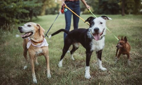 long leash for dogs to run