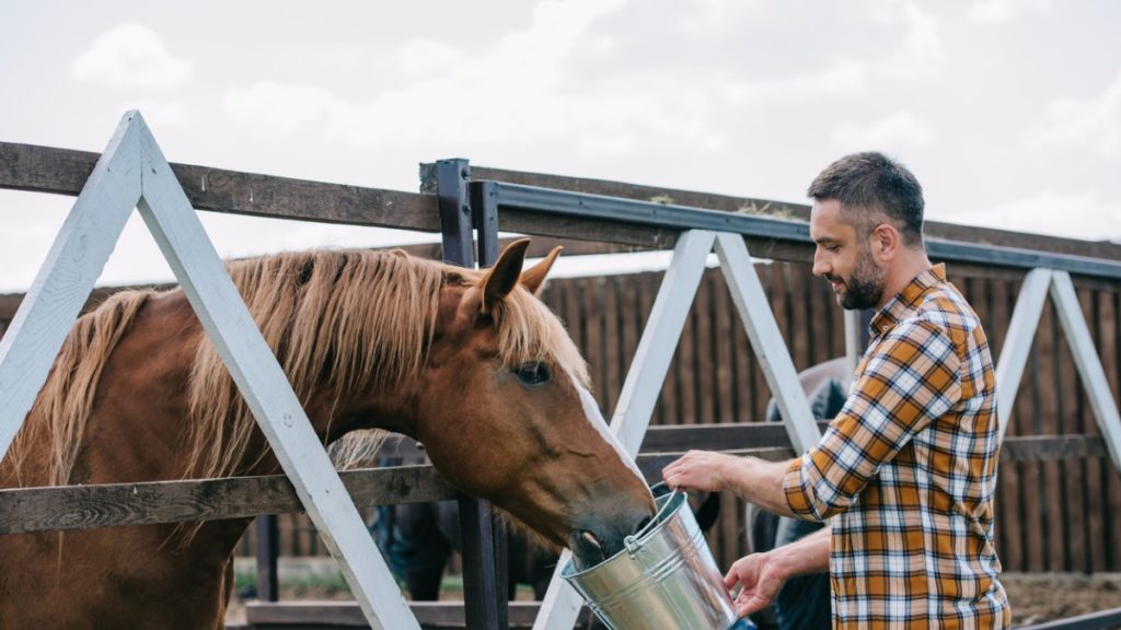 9 Types of Horse Supplements