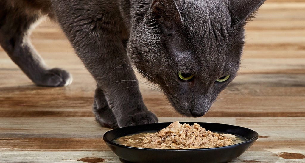 High-protein cat food