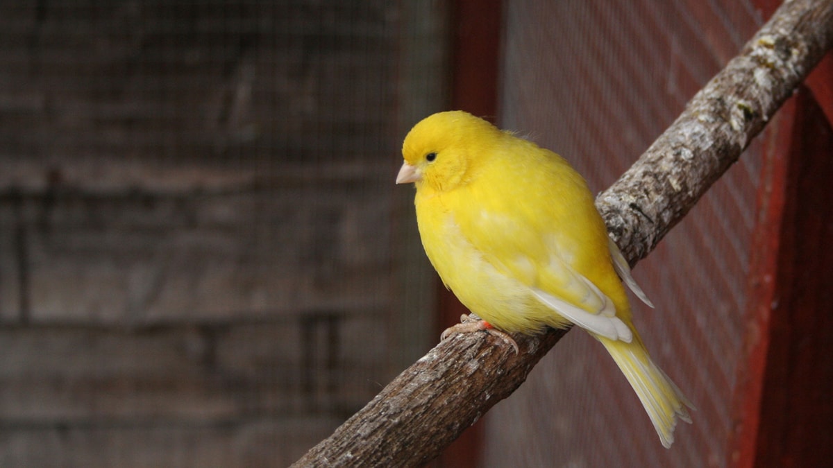 All about canaries