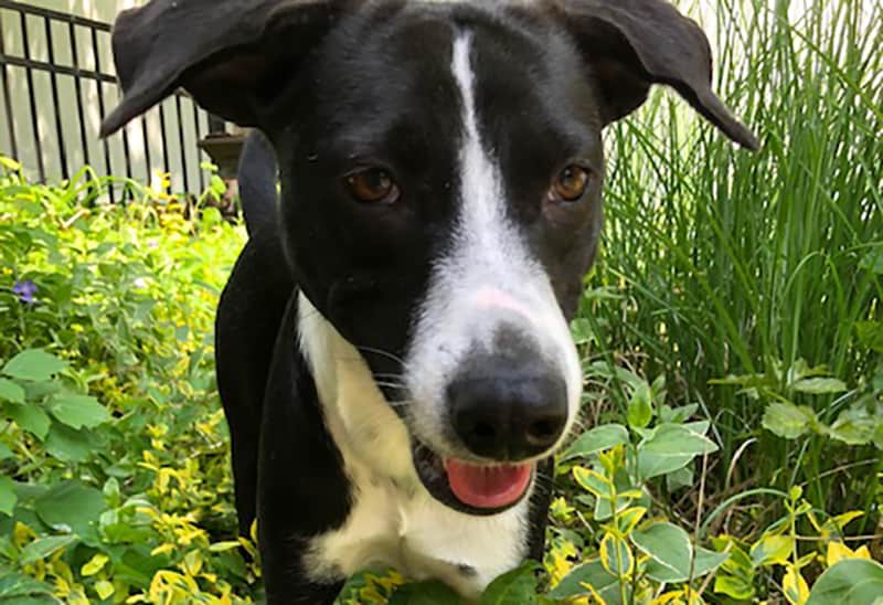 Homeless dog Dominga