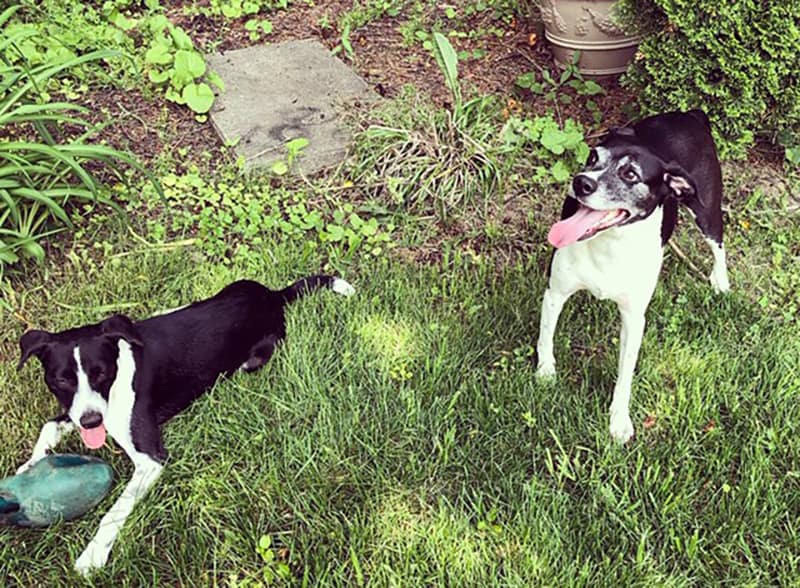 New York Woman Adopts Homeless Dog She Met on Vacation in Colombia