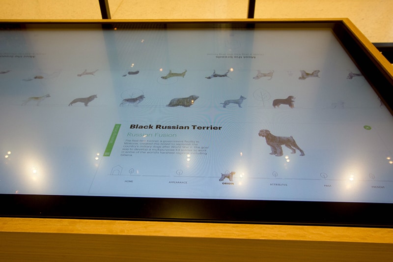 Музей собак AKC Знакомство с породами