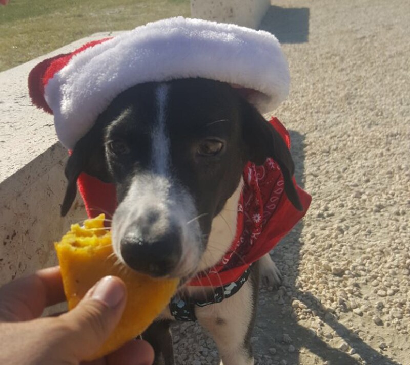 Homeless dog Dominga