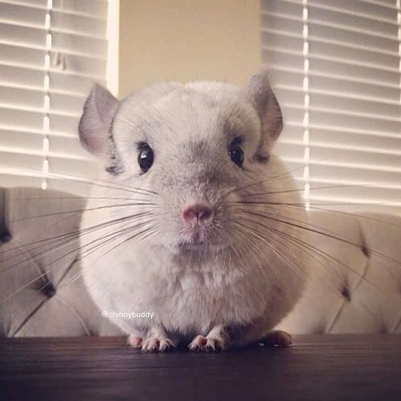Bagel rescue chinchilla