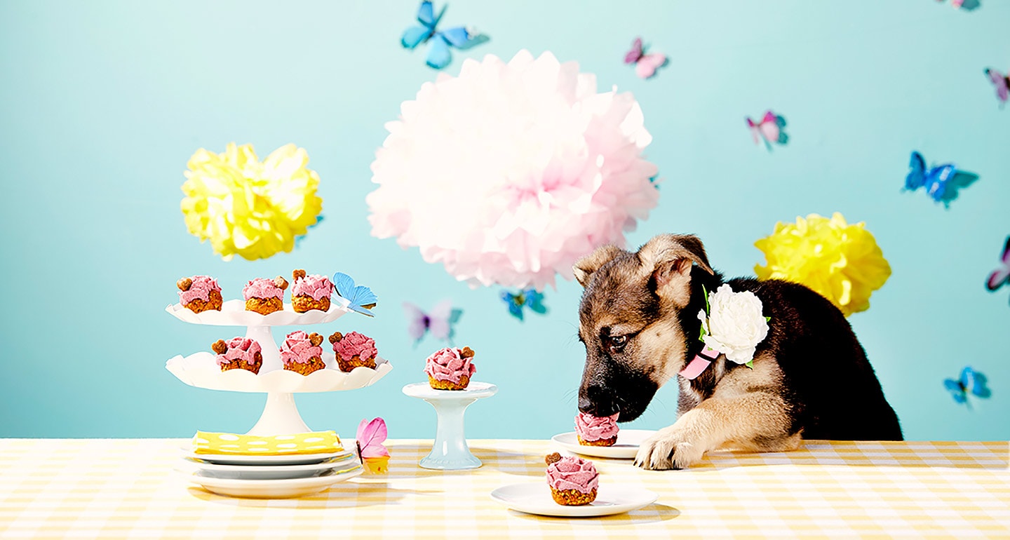 DIY Dog Treat Recipe: Springtime Pup-Cakes