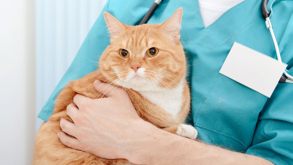 Cat at vet for neuter surgery