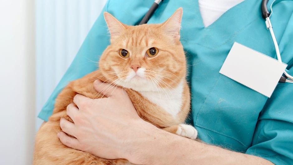 cat-neuter-surgery-from-start-to-finish-bechewy