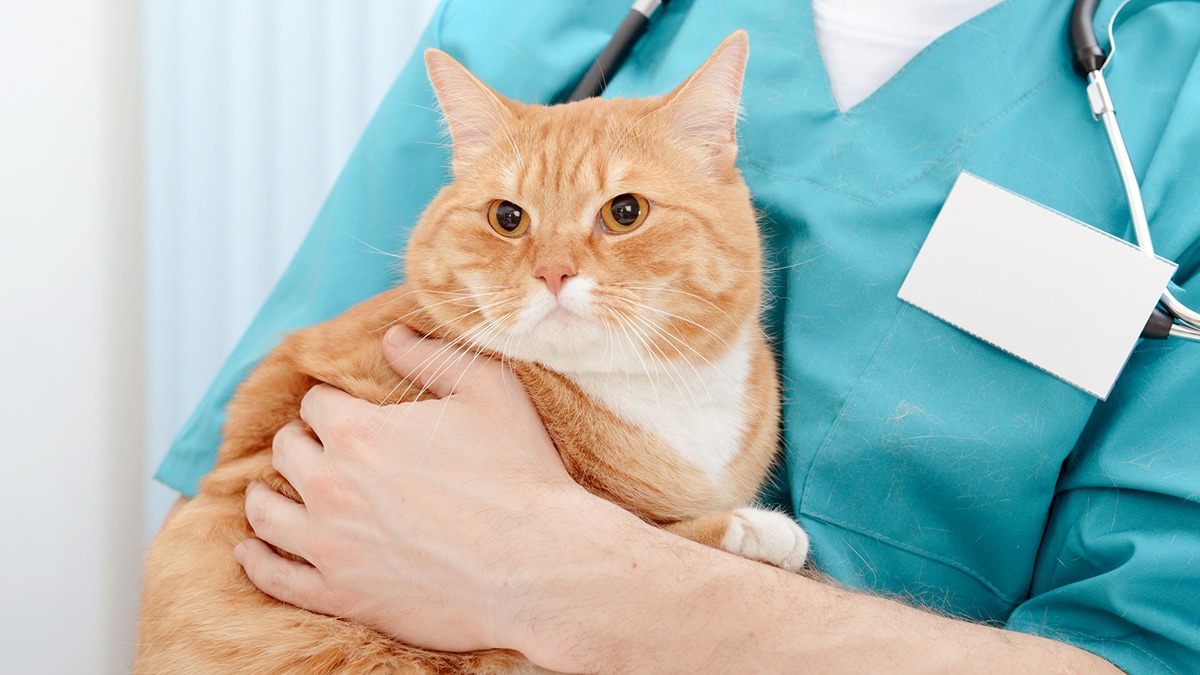 Male cat in store heat after neutering