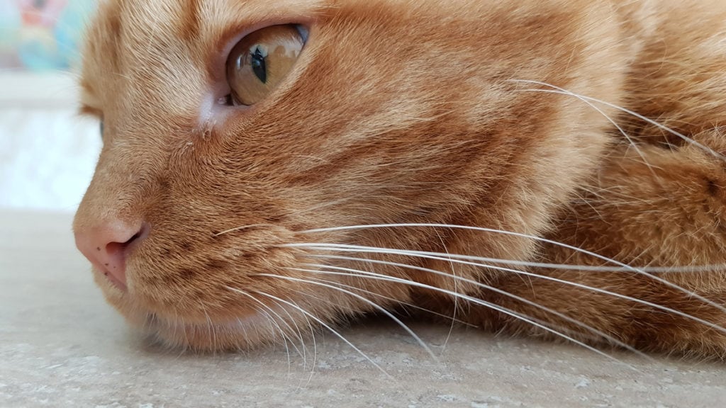 Are Dark Spot On A Cats Nose Freckles Or Something More Bechewy