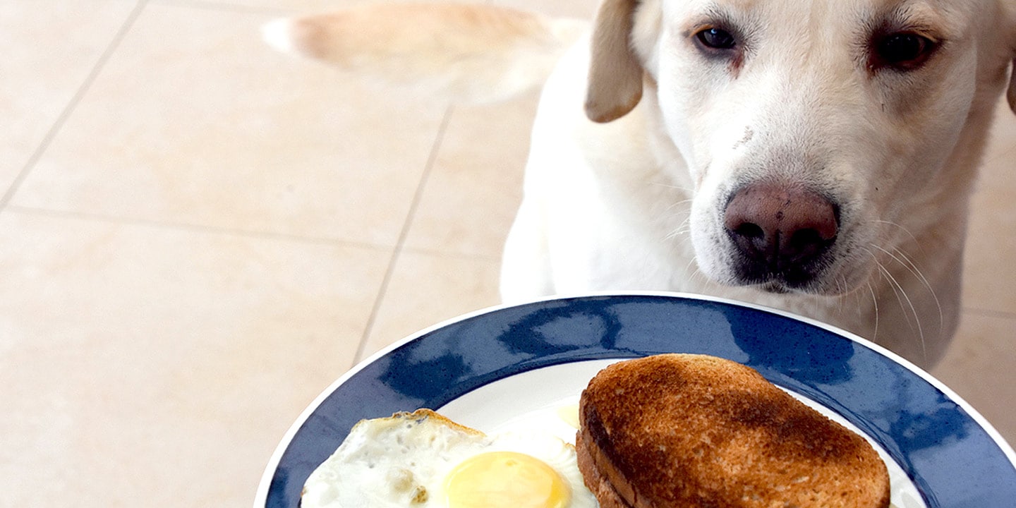 do dogs need breakfast