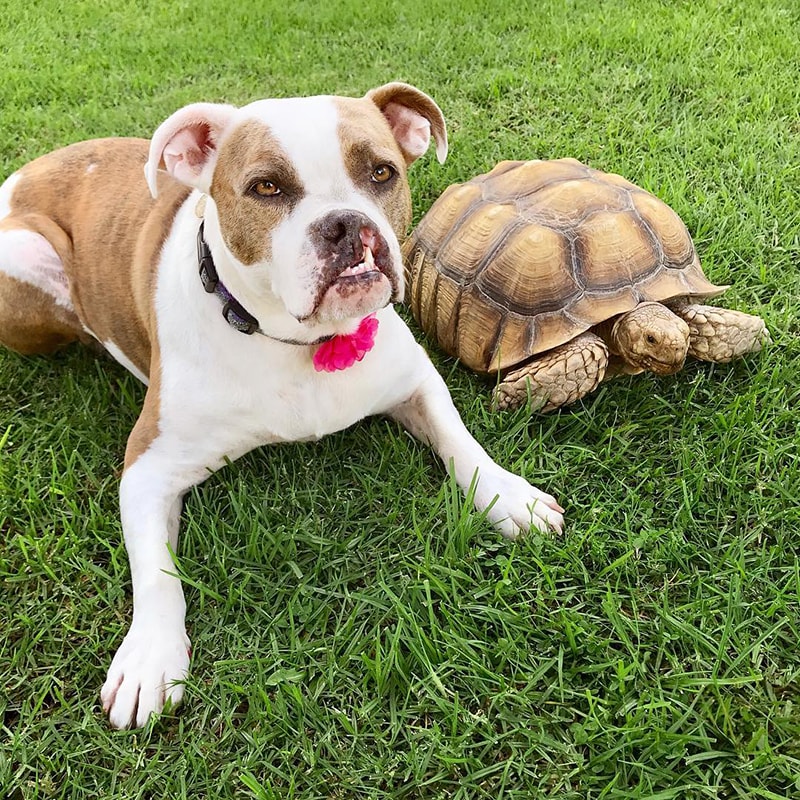 Rescue dog
