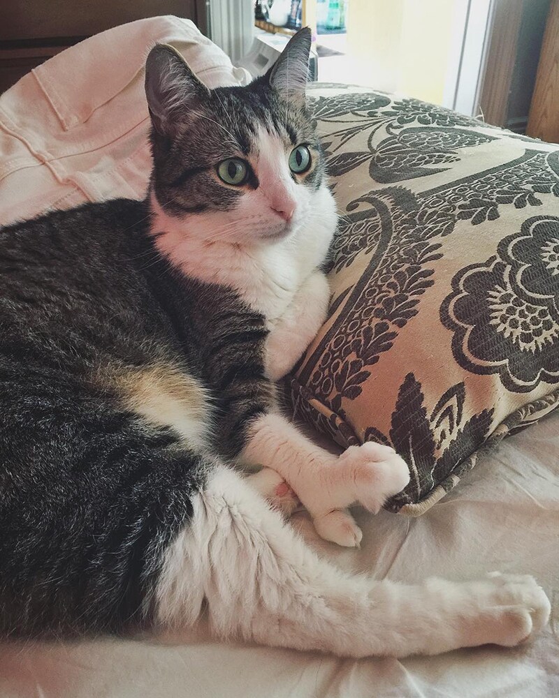 Lobstah rescue cat