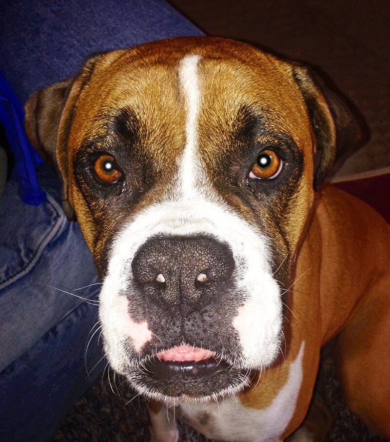 IBD in dogs