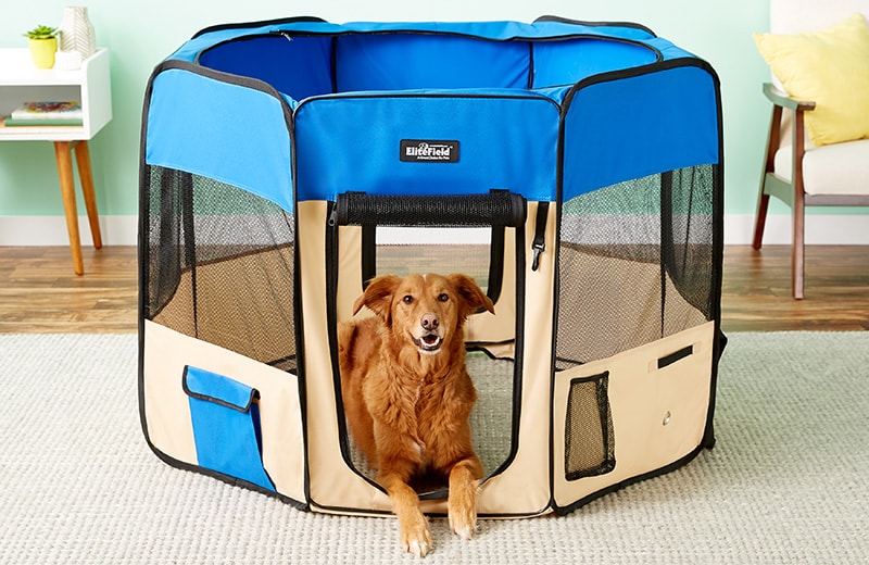 Dog Enclosures: When to Use a Dog Pen Versus a Dog Crate | BeChewy