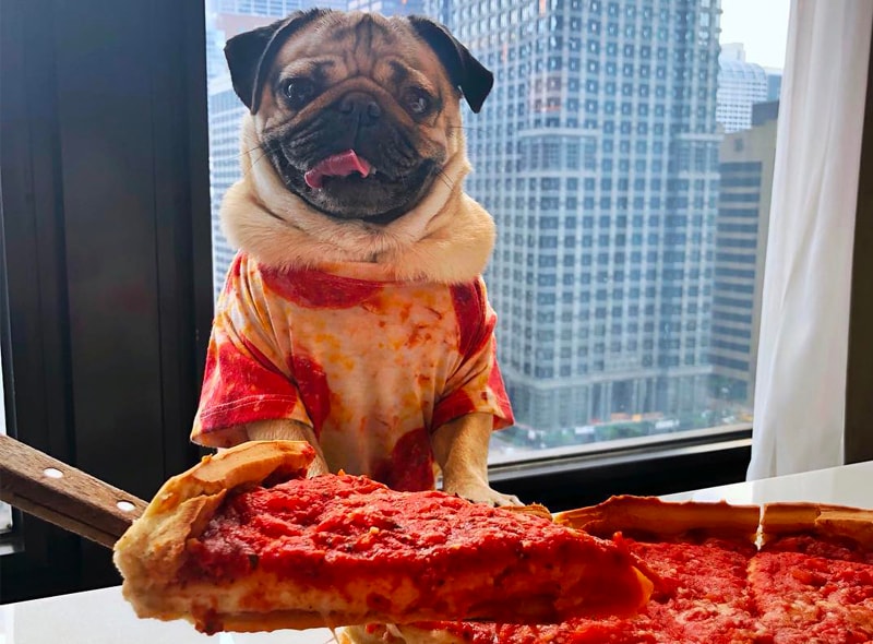 Doug the pug eating pizza