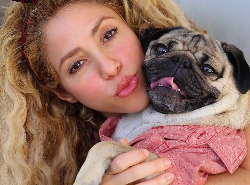 doug the pug with Shakira