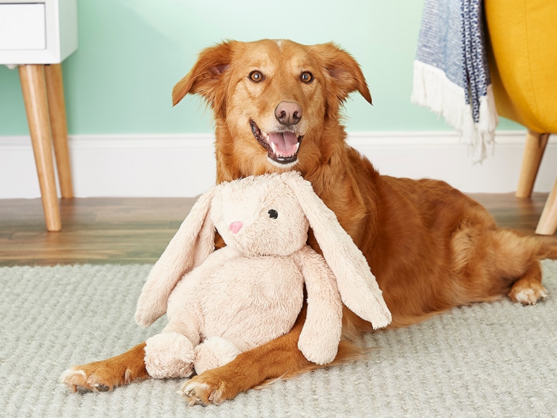 easter dog toys